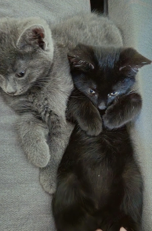 Wunderschönes tiefschwarzes Kitten sucht ein Zuhause in liebevolle Hände abzugeben