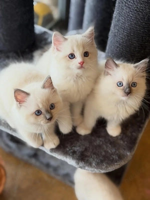 Only looking for a home where this kitten will be cherished as part of the family. Dieses Ragdoll-Kä