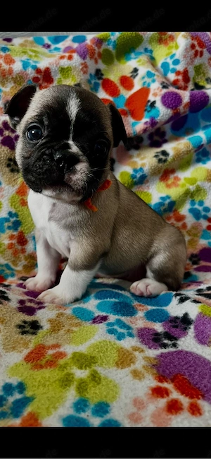 reinrassige französische bulldogge welpen 