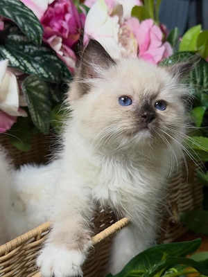 Süßes und anhängliches Ragdoll-Kätzchen sucht ein liebevolles Zuhause