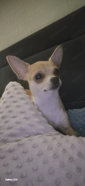 Chihuahua Dame 