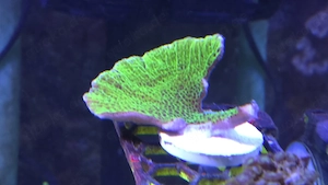 Montipora Confusa Koralle Ableger