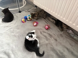 BKH Kitten Britisch Kurzhaar 