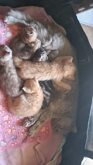 Exklusive reinrassige BKH Kitten   liebevoll aufgezogen   