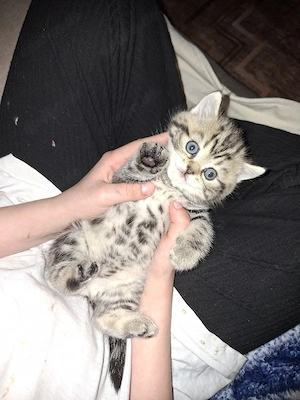    Exklusive reinrassige BKH Kitten    Bild 2