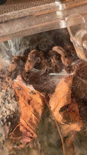 Heteroscodra Maculata Weibchen ca. 5cm Kl