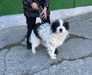 Dexter sucht sein neues Zuhause!   