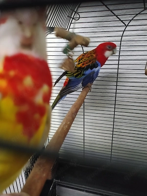 Prachtrosella Pärchen mit Zubehör 