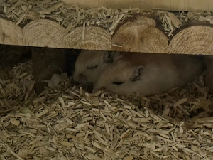 Wüstenrennmäuse inkl Nagarium und viel Zubehör