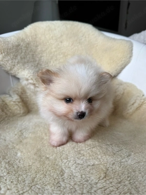Zwergspitz Pomeranien 