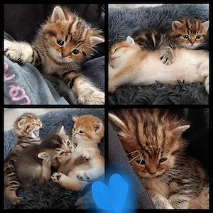 Bkh  Kitten