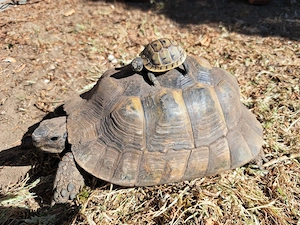 Biete Griechische und Maurische Landschildkröten an
