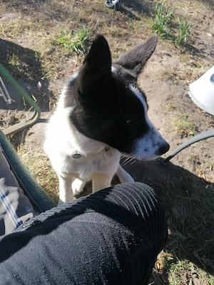 Süßer Kerl sucht neues Zuhause 