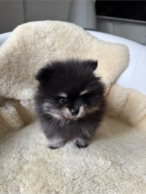 Zwergspitz Pomeranian 