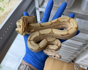 1.0 Super Hypo Jungle Labyrinth Parahet 