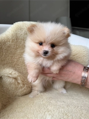 Zwergspitz Pomeranian 