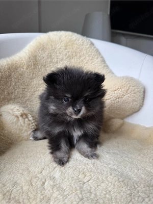 Zwergspitz Pomeranian 