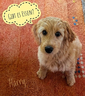 Retriever Doodle medium Welpen