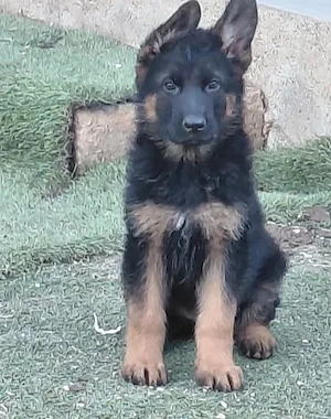 Deutscher Schäferhund