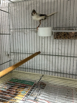 kanarinvogel zu verkaufen 