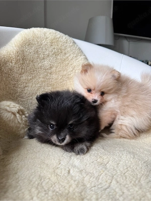 Zwergspitz Pomeranian 
