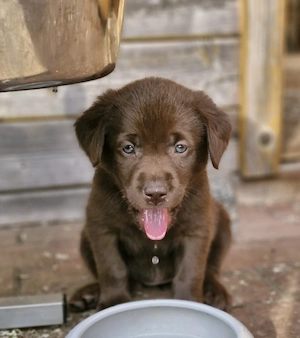 Labrador Welpen 