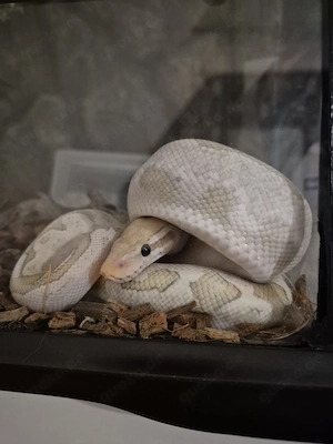 Königspython männchen bamboo ghost 