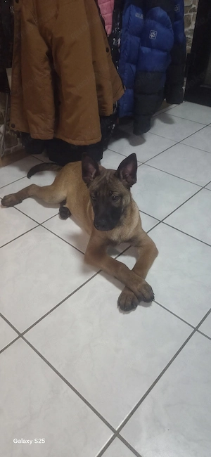 Malinois rüde 