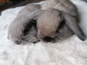 Mini lop  Miniwidder   Hasenbabys 