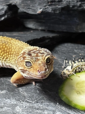 leopardgecko mit All Inkl Paket 