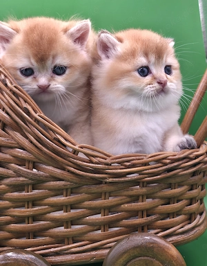 Rassige BKH golden Kitten Papiere