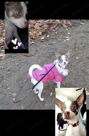 Coco sucht ein Zuhause 