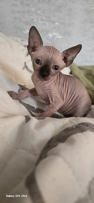 Sphynx Kitten Nacktkatze 