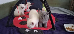 Britisch Kurzhaar Babys