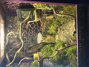 Springspinne Everglades mit Spiderling