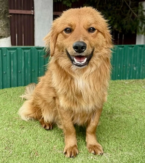 Zuckersüßer Teddy Ari