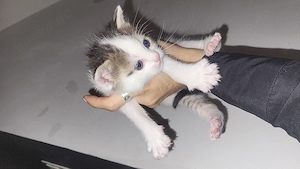 Europäische Babykatzen