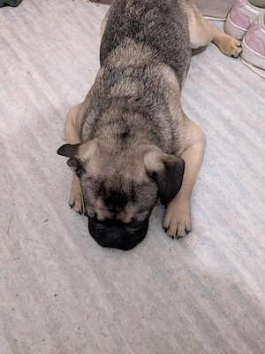 michlings rüde sucht ein liebevolles Zuhause  Bild 3