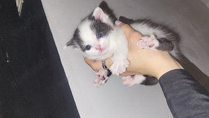 Europäische Babykatzen