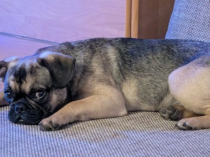 michlings rüde sucht ein liebevolles Zuhause  Bild 2