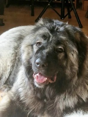 Wurfankündigung Kaukasischer Owtscharka Maremmano Abbruzzese