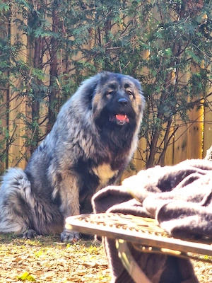 Wurfankündigung Kaukasischer Owtscharka Maremmano Abbruzzese Bild 10