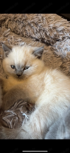 Kitten BKH Kater zur Abgabe bereit 