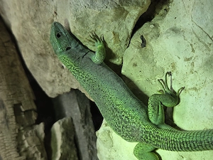Lacerta bilineata, Smaragdeidechse