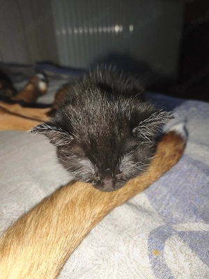 kitten vom 10.03.2026