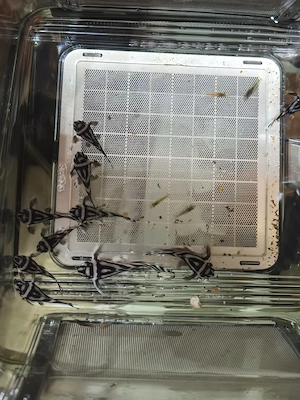 L46 Hypancistrus Zebra