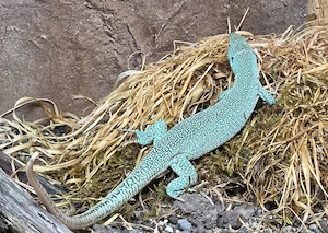 Lacerta trilineata, Riesensmaragdeidechse