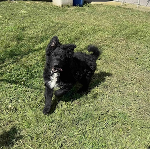 Kleiner Frechdachs Bommel sucht seinen Lebensplatz - Deutschlandweite Vermittlung -