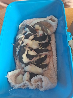 Rattenbabys