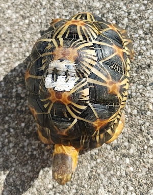 Strahlenschildkröten (Astrochelys Radiata) aus eigener Zucht (2024) abzugeben Bild 5